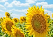 受験時に帰国か、高校編入で帰国かで迷う男子。現地校に5年以上在籍。 LEO 注目画像