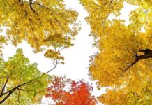 白鳥花衣(2012年度生) LEO 注目画像