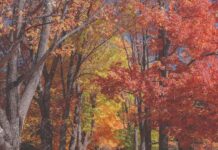 LEO Early Summer Session LEO 注目画像