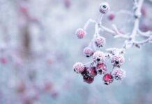 平成29年度高校入試募集要項抜粋 LEO 注目画像