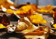 高校入試募集要項抜粋 1 LEO 注目画像