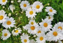 LEO 休日のお知らせ LEO 注目画像